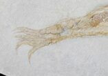 Fossil Squid (Plesiotheuthis) With Tentacles - Solnhofen #50879-3
